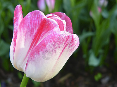 在公园里 紧贴着美丽的粉红白色郁金香庆典植物墙纸礼物假期花园卡片照片季节宏观图片