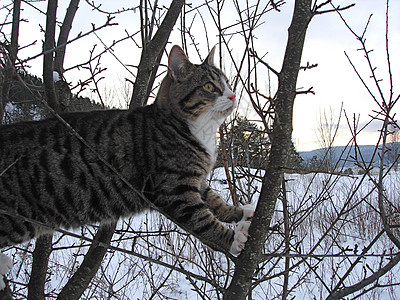 斯堪的纳维亚人生活方式猫爬树图片