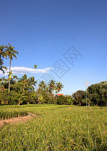 大部分是椰子田风景环境天堂晴天日光蓝色天蓝色植物花园草地图片