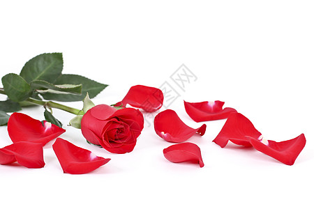 红玫瑰和白花瓣图片