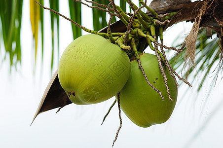 树上的绿色椰子棕榈热带宏观情调异国坚果食物美食水果牛奶图片