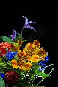 鲜花格柏庆典花朵香水念日收藏花瓣紫色植物兰花图片