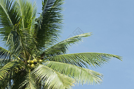 椰子树树干食物乡村生长水果异国椰子棕榈植物花园图片