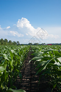 玉米行食物收成国家农场场地谷仓土地粮食场景季节图片