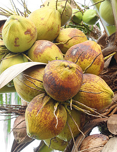 树上椰子树干植物群水果农场团体食物蔬菜棕榈植物美食图片