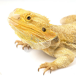 胡子龙波哥纳振动物蜥蜴俘虏危险眼睛科学皮肤橙子遗传动物园胡子图片