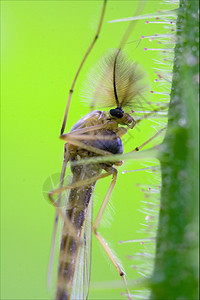 野苍蝇的一面衬套蚊科叶子弯曲头发花园宏观河岸蒸汽天线图片