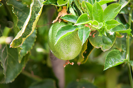 激情果实饮食果汁绿色花园热带热情水果植物异国营养图片