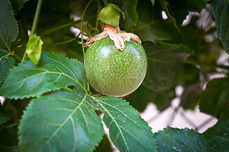 激情果实水果热情食物花园营养植物叶子热带情调绿色图片