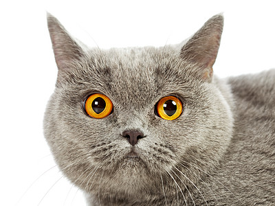 英国短毛猫家畜短发照片警报动物胡须主题脊椎动物毛皮眼睛图片