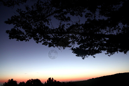 日落硅树背景图片