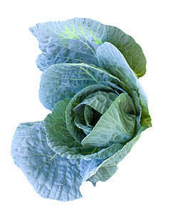 在蔬菜床上生长的卷心菜头园艺幼苗播种收成栽培培育树叶环境果菜园植物图片