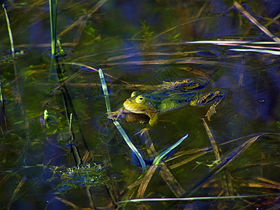 单车二王子沼泽中的青蛙宠物叶子浮萍动物乐趣濒危野生动物泥潭双胞胎环境背景