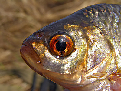 鱼头红色美味瞳孔饮食生物学午餐反射游泳眼睛捕食者图片