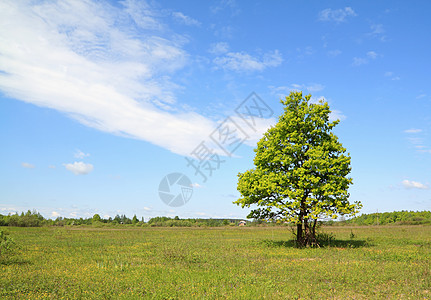 实地的橡树草本植物孤独牧场橡木蓝色草地分支机构力量农村季节图片