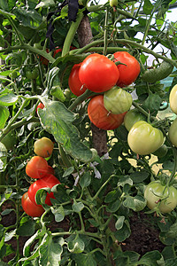 热房中的红番茄和绿西红番茄水果生物学温室花园植物学食物塑料苗圃植物生长图片