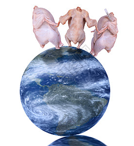 禽流感国际电脑全世界世界白色健康全球鸡瘟食品图形图片