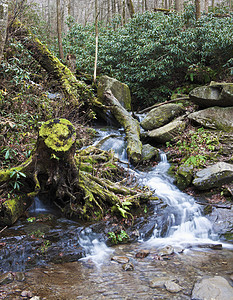 烟雾山风景绿色树干棕色石头踪迹森林瀑布图片