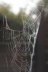 蜘蛛网上的早露露 美容特写图案阳光曲线反射框架雨滴互联网珍珠陷阱纺纱商业图片