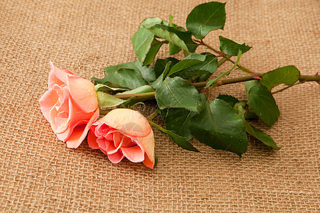 玫瑰季节植物黄麻展示新娘记忆订婚浪漫花瓣礼物图片