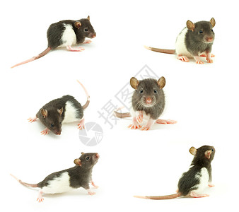 大鼠灰色爪子哺乳动物白色晶须尾巴老鼠头发宠物害虫图片