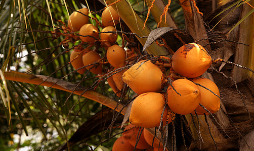 椰子王棕榈蔬菜坚果农场营养椰子花园植物情调叶子图片