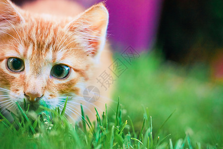 小猫小猫正在猎食青草伏击眼睛猫咪游戏公园毛皮宠物猫科草地动物图片