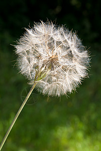 Dandelion 种子头对角线圆圈植物圆形绿色白色杂草褐色背景图片