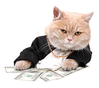 红猫坐在白种背景的美元上符号货币赚钱现金周转白色哺乳动物纸币动物金融图片