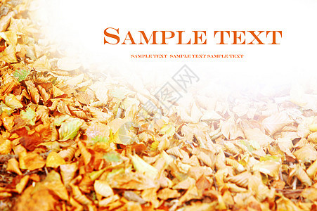 秋季背景叶子公园地面环境风格装饰生态树叶墙纸植物图片