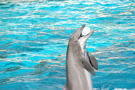 Dolphin 游戏朋友娱乐喜悦天空水池野生动物游泳者蓝色展示乐趣图片