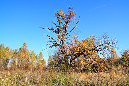 秋天田地上的老橡树气候蓝色季节橡木力量场地农村环境分支机构树叶图片