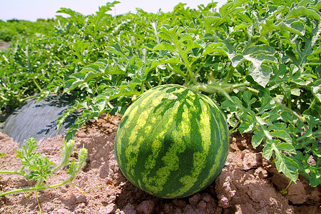 大型果子西瓜田 大水果甜瓜蔬菜食物植物场景农场牧场场地树叶生长收成图片