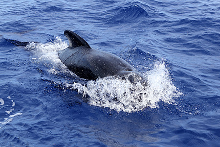 在公海上自由捕鲸的实验性露天蓝海生物海浪世界海洋尾巴自由保护蓝色呼吸野生动物图片