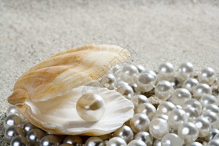沙滩白沙 珍珠壳纪念品宏观动物热带壳类贝壳装饰品假期反射海岸图片