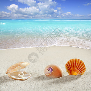 夏季沙滩暑假背景 壳珍珠蛤生物壳类奢华生活装饰支撑软体反射海洋情调图片