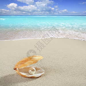 贝壳白沙滩上的加勒比珍珠热带壳类动物异国波浪反射富裕软体装饰海洋母亲图片
