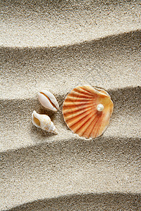 沙沙沙海沙珍珠夏假热带情调海岸贝壳纪念品生活涟漪装饰品粮食风格图片