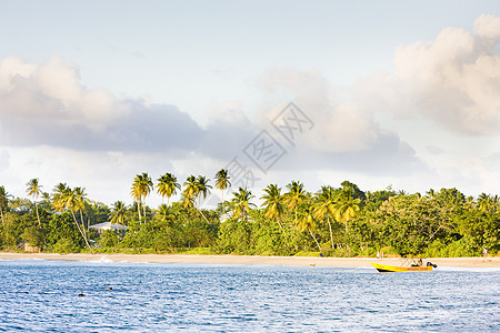 多巴哥海龟海滩假期海岸手掌树木支撑天堂风景旅行世界海景图片