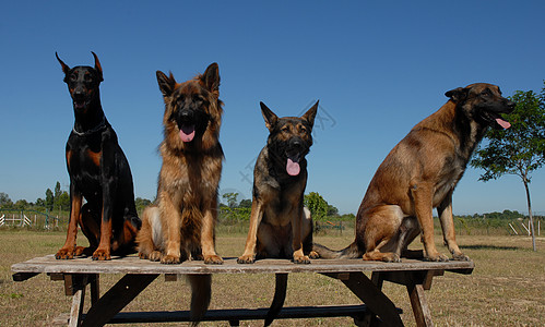 警卫警犬桌子牧羊人团体牧羊犬宠物动物犬类图片