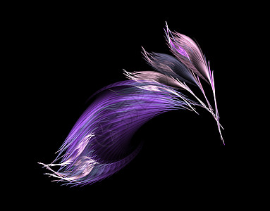 紫花羽毛图片