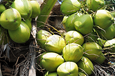 椰子水果饮食果汁黄色团体营养可可绿色热带食物晴天图片
