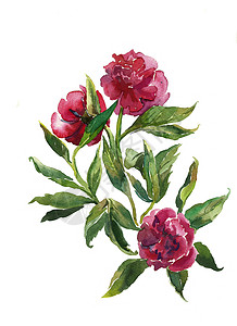 水彩色的花束植物学风格插图绘画绿色牡丹植物艺术粉色花瓣图片