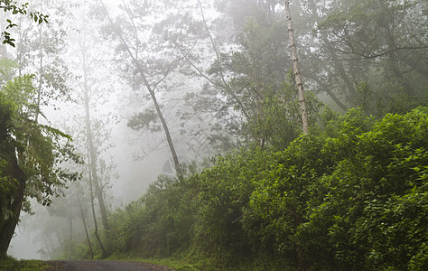 雾中的树风景光束场景环境太阳天气小路薄雾森林情绪图片