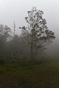 雾中的树薄雾公园魔法环境风景情绪下雨小路季节太阳图片