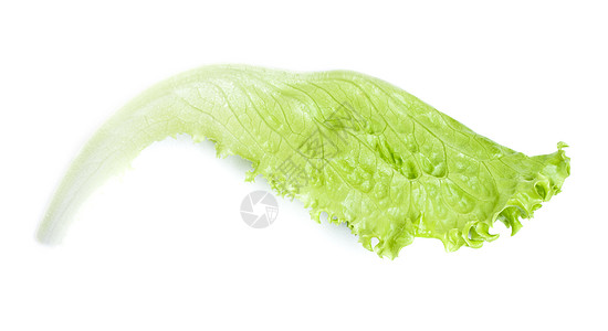 绿色生菜农业树叶纤维饮食营养生活叶子厨房沙拉长叶图片