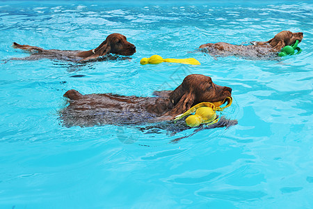游泳斗鸡宠物动物蓝色犬类小狗游泳池棕色团体猎犬玩具图片
