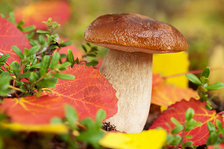春笋森林中的 cep 蘑菇蔬菜宏观叶子美食收获常委橙子生长烹饪食物背景
