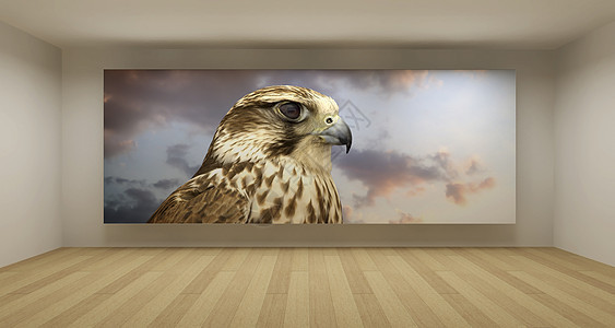 空房间 有猎鹰照片 3D艺术概念 清洁空间图片
