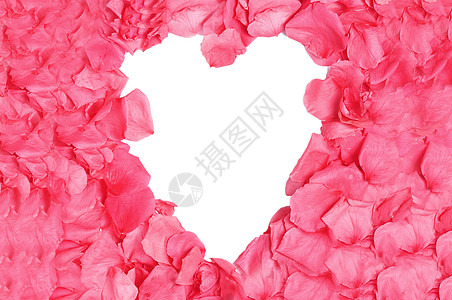 玫瑰胎儿框架红色白色花店已婚念日新娘婚礼花朵边界花瓣图片